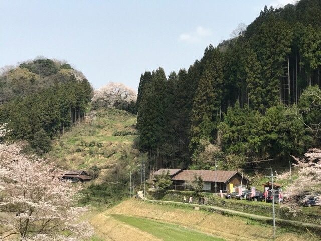 金谷城山桜（県天然記念物指定）のふもとに有る一軒家